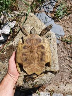 Griechische Landschildkröte Thb Weibchen adult 15 Jahre alt eierlegend