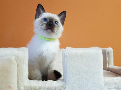 Thaikatze alte Art der Siam Kater Siamkater