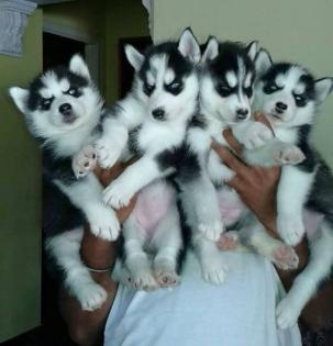 Wunderschöne Siberian Husky