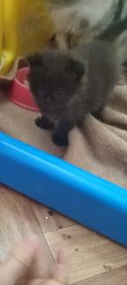 Zuckersüße Main coon/ Perser Kitten