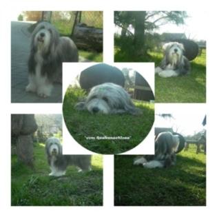 Welpen - Bearded Collies Wurf Anfang Juli 2022