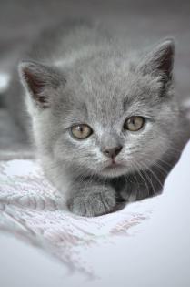 Wunderschöne BKH Kitten Farbe Blue Lilac