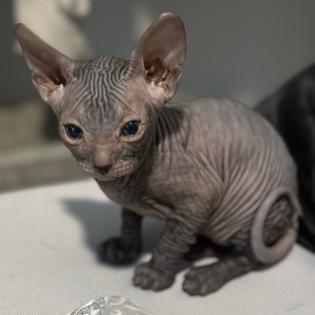 Don- Canadian Sphynx/ Sphinx Kitten