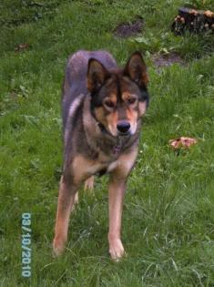 RICO sucht ein neues liebevolles Zuhause