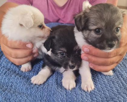 3 Wunderschöne mischlings Rüden zu verkaufen