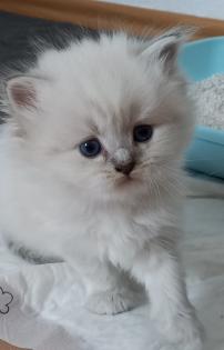 BKH Kitten ab 01. 07 2023