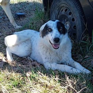 Ellie sucht ein Zuhause