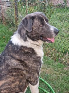 Maremanne Herdenschutzhund Mix