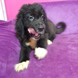 Bernhardiner Mix Hunde