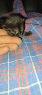 Reinrassige Perser Kitten