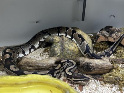 Königspythons Pärchen zu verschenken