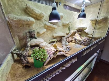 Bartagame m mit großem Terrarium Quarantäneterrarium inkl. Beleuchtung und viel Zubehör