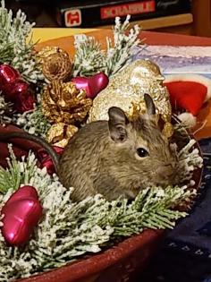 Degu Jungtiere abzugeben