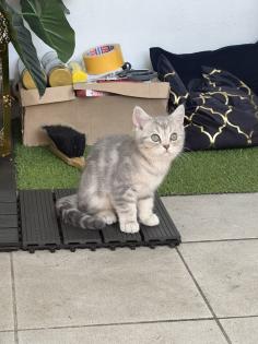 BKH kitten reinrassig geimpft gechipt