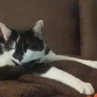 Allergienotfall Verschmuste freundliche Katze