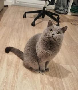 Wunderschöne Deckkater BKH