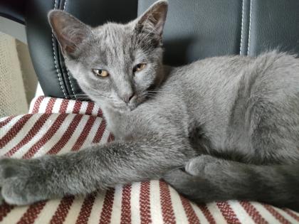 Kater grau 4 5 Monate