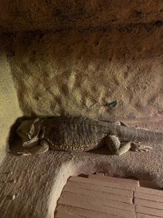 Bartagame zu verkaufen