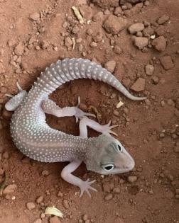 0. 1 Blizzard Het Diablo Blanco Leopardgecko Weibchen Enz 22/ Übergabe Houten oder Hamm möglich