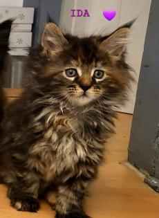 2 Main Coon Kitten abzugeben