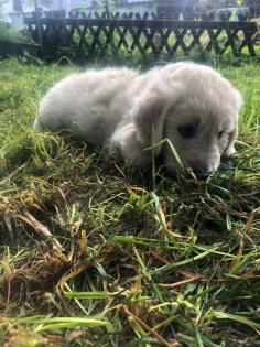 Goldendoodle Welpen Allergiker geeignet