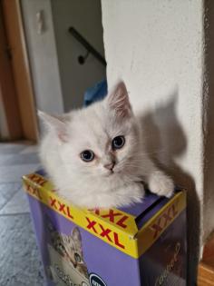 Süße BKH kitten ns 1133 mit Blauen augen