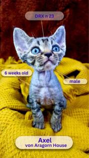 Reinrassige Devon Rex Kittens mit Stammbaum - Umzugsbereit Anfang Juli