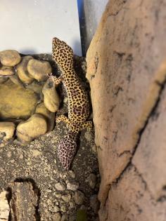 Leopardgeckos 2 Stück