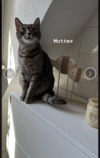 BKH-EKH Kater Kitten Kätzchen