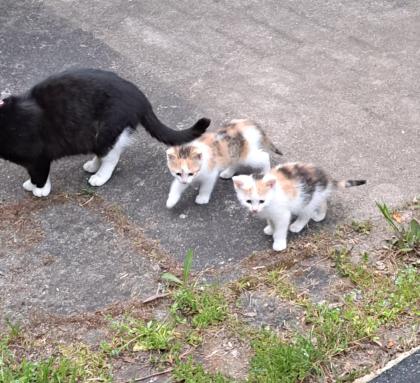 Süsse Katzenkitten Suchen neuen Dosenöffner