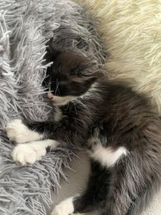 Ragdoll Mix Babykatzen Kitten
