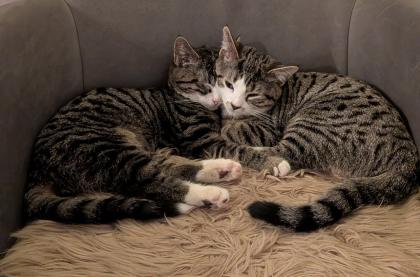 Niedliche Kitten männlich getigert 4 Monate