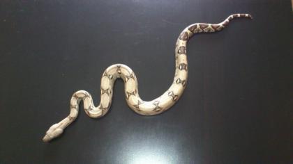 1 1 Boa constrictor het ALBINO