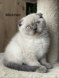 3 Scottish BKH Kitten