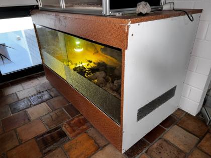 Bartagame mit Terrarium