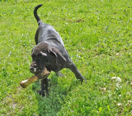 Mischlingswelpen Cane Corso Labrador Dogge
