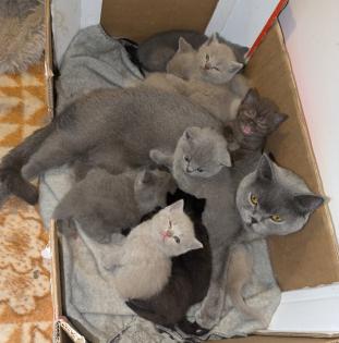 Wir bieten liebevolle gut erzogene reinrassige Britisch-Kurzhaar-Kitten zu erschwinglichen Preise