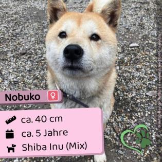 Nobuko w Shiba Inu Mix 5 Jahre 40cm Slowakei