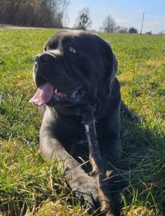 Cane Corso deckrüde