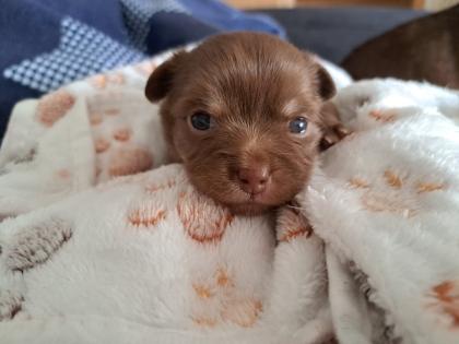 Chihuahua Mädchen abzugeben