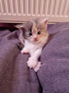 Reinrassige Maine Coon Kitten