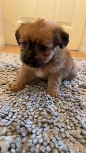 Bolonka - Pekinese Mix