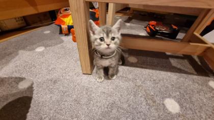 BKH / scottish fold Kitten suchen neuen Wirkungskreis