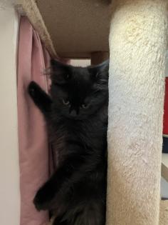 2 Baby BKH-Mix Kitten bereit für Abgabe