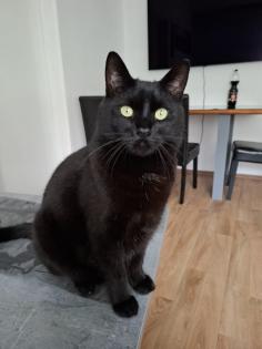 Kater zur Verschenken