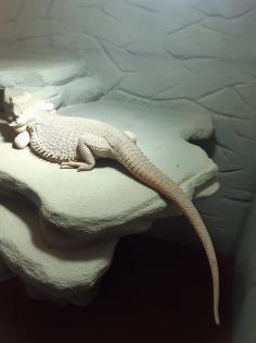 Bartagame -Hypo Zero female / weiblich