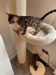 7 Bengal kitten suchen ein schönes zu Hause