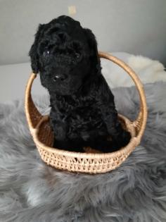 Goldendoodle Welpen