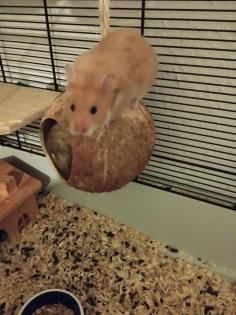 Reinrassig Teddyhamster Babys