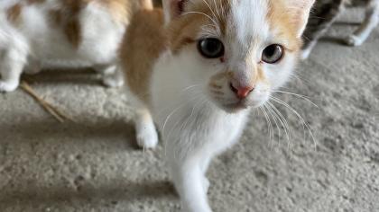 5 süße Katzenbabys abzugeben